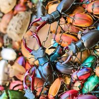 Color beetles 甲蟲/爬蟲/鼠婦/餌料專賣