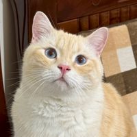 ❄️寒霜啟示錄-喵喵教🐱