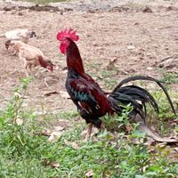 ซื้อ-ขายไก่ ใต้♥️