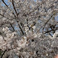 ［東京］板前の主催する料理交流会