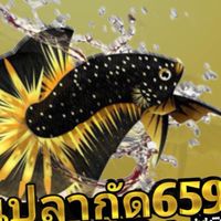 บ้านปลากัด659