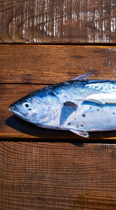 澎湖海鮮特產訂購、旅行分享-釣魚衝浪、餐廳飯店、民宿別墅、離島旅遊、地陪遊覽、租車購物、買賣名產美食