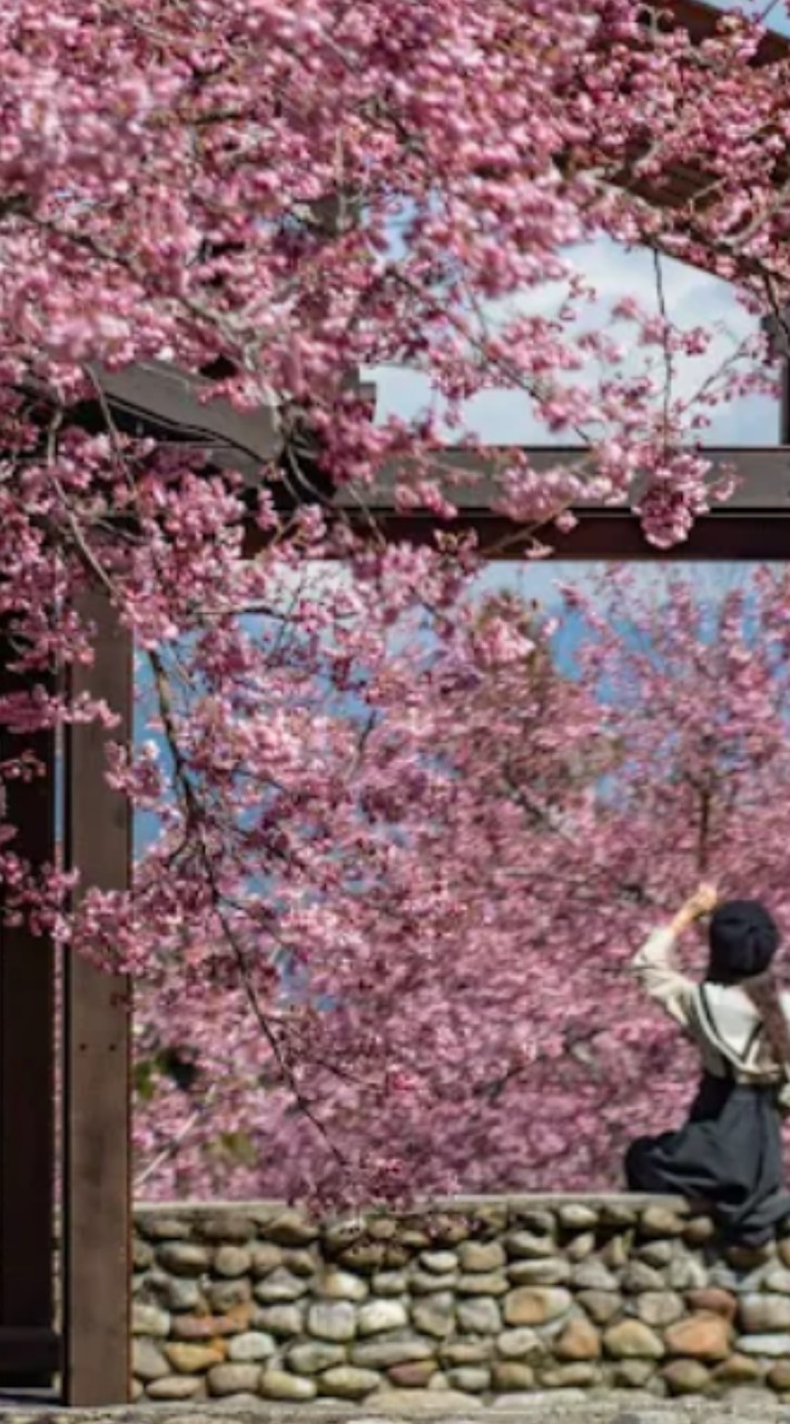 福壽山/千櫻園/天池
