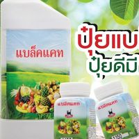 แบล็คแคทแฟนคลับ