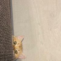 EMO備用備用群