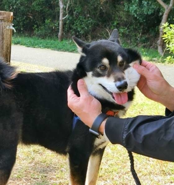 愛犬がリラックス 楽しみながらできるマッサージをご紹介