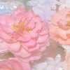 花占い‎𖧷 ⁺.２ｊ３ｊ少人数夢