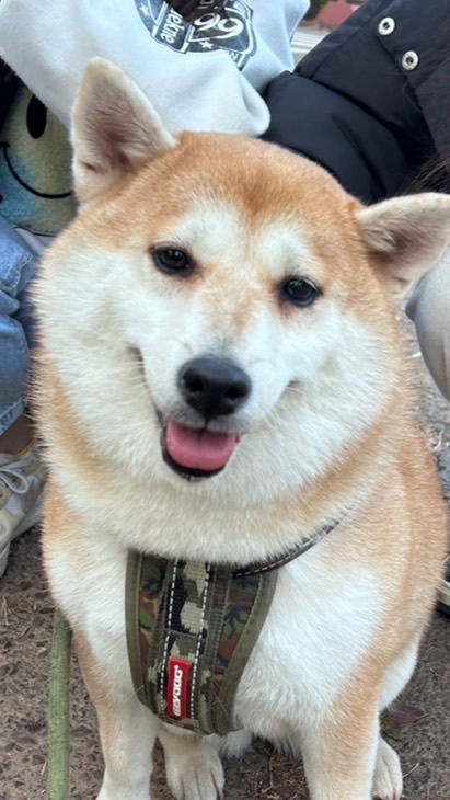 i 遛狗