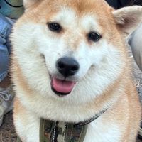 i 遛狗