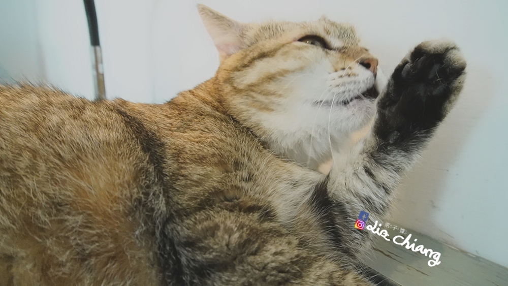 來森下午茶-甜點-咖啡-寵物C0740T01Liz chiang 栗子醬-美食部落客-料理部落客