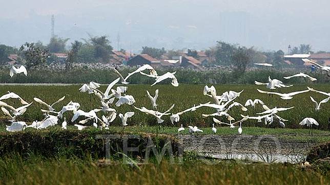 Ribuan Burung Bermigrasi Ke Pantai Selatan Jember Dari Utara