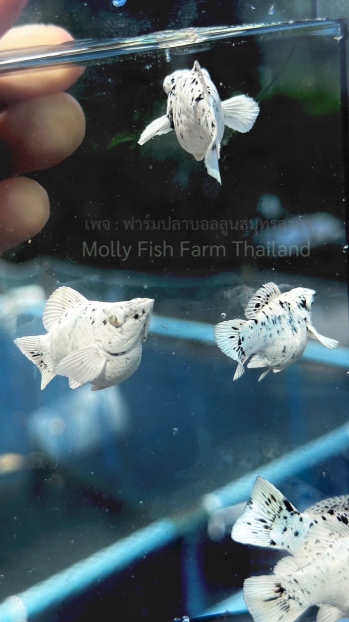 ฟาร์มปลาบอลลูนสมุทรสาคร : Molly Fish Farm Thailand