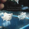 ฟาร์มปลาบอลลูนสมุทรสาคร : Molly Fish Farm Thailand