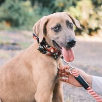 北中南動保交流討論區🐶