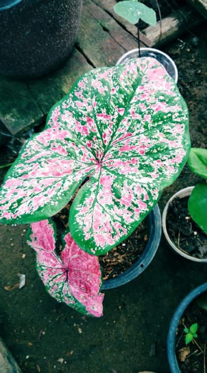ฟาร์มบอนสีสระแก้ว