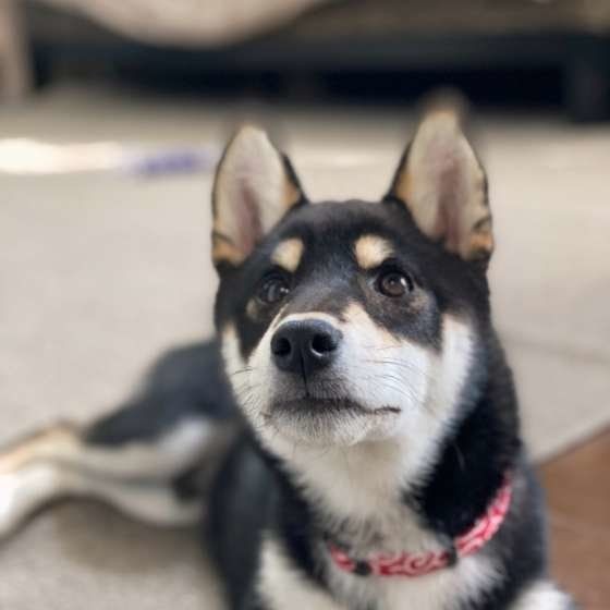 犬が触られると 嬉しい 嫌な 体の部位とは