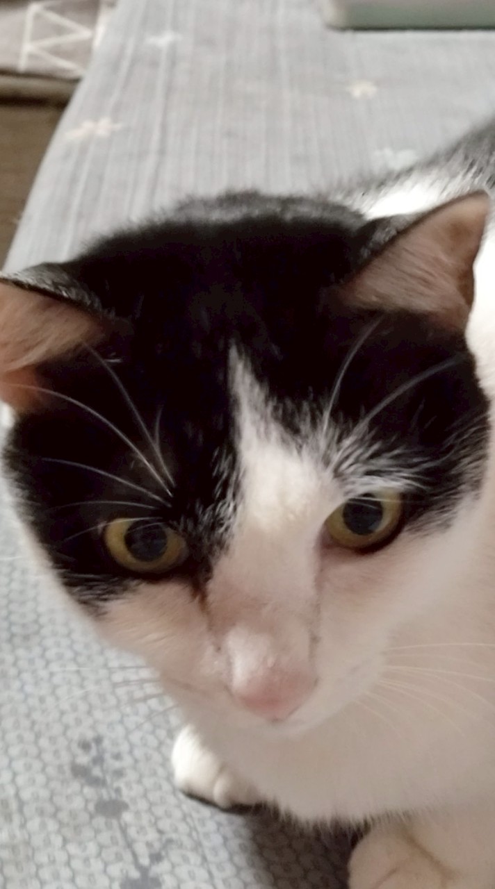 偷腦紅競爭者20人抽腦紅