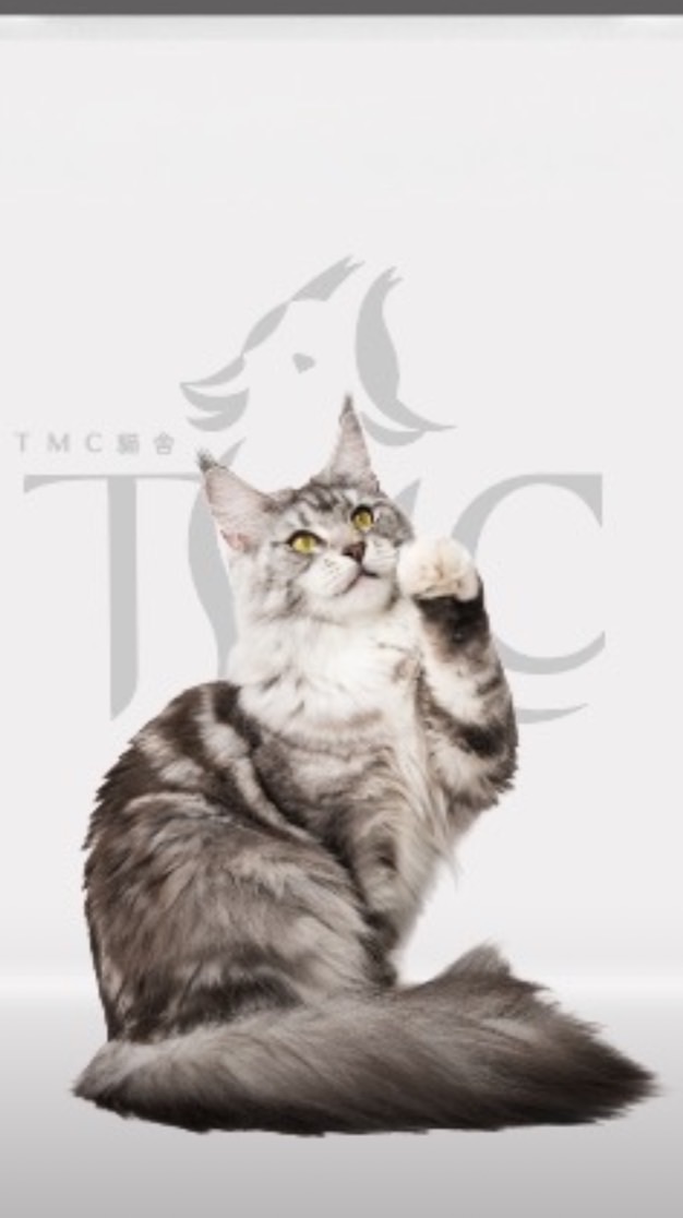 TMC寵物交流群🐈