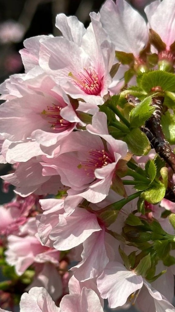 114學年度延平國中新生群組