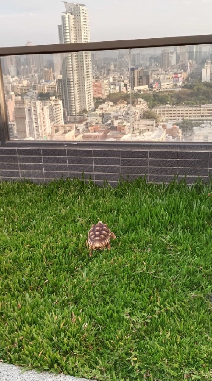 龜龜貓貓寵物交流遊戲室