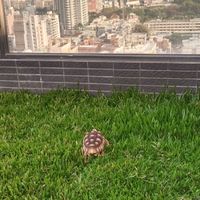 龜龜貓貓寵物交流遊戲室
