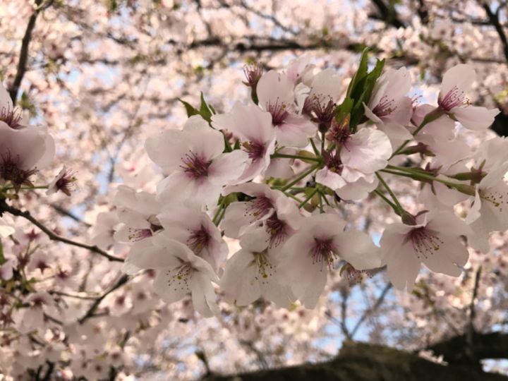 Mixed Media Feed ニーニャニーニョ桜小町 岐阜茜部店 Line Official Account