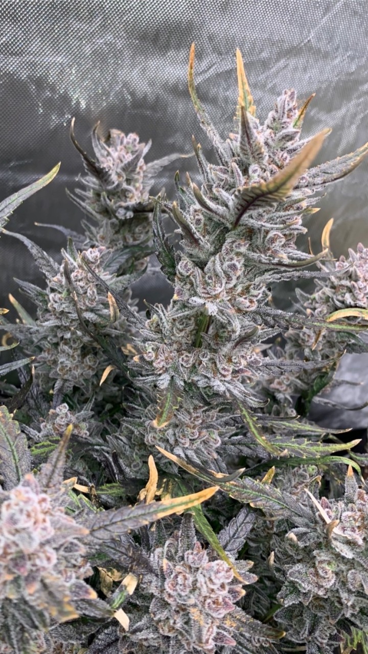 THC TH