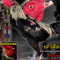 กัณฑวัชร์ ป่าก๋อยเมืองธาตุพนม
