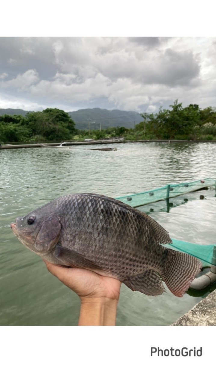 花蓮重慶市場吳郭魚，自養自售。（魚、蛤、蜆）
