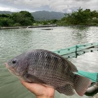 花蓮重慶市場吳郭魚，自養自售。（魚、蛤、蜆）