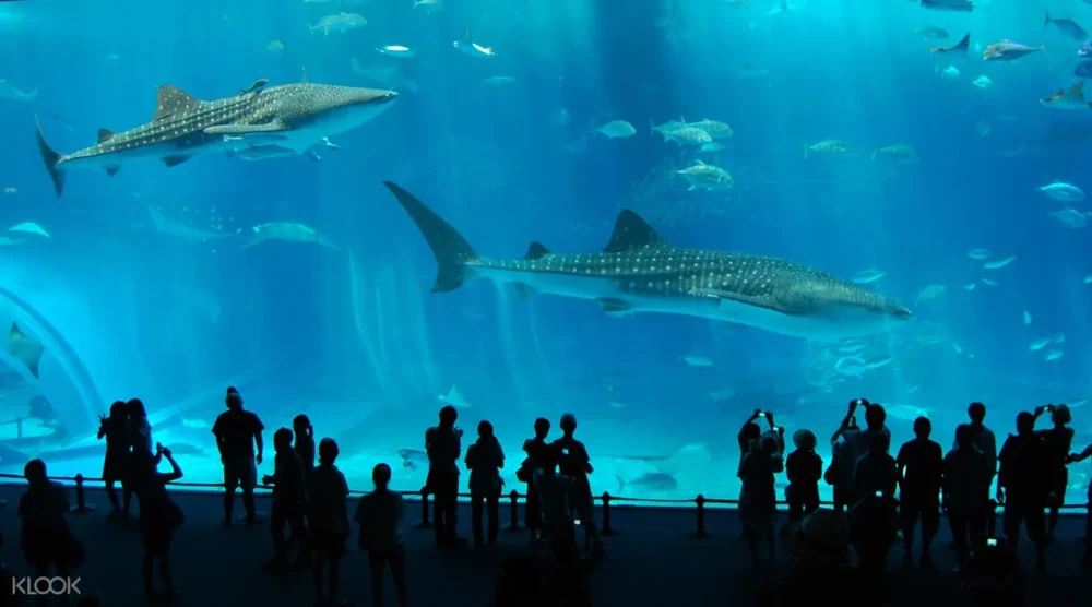 沖繩美麗海水族館