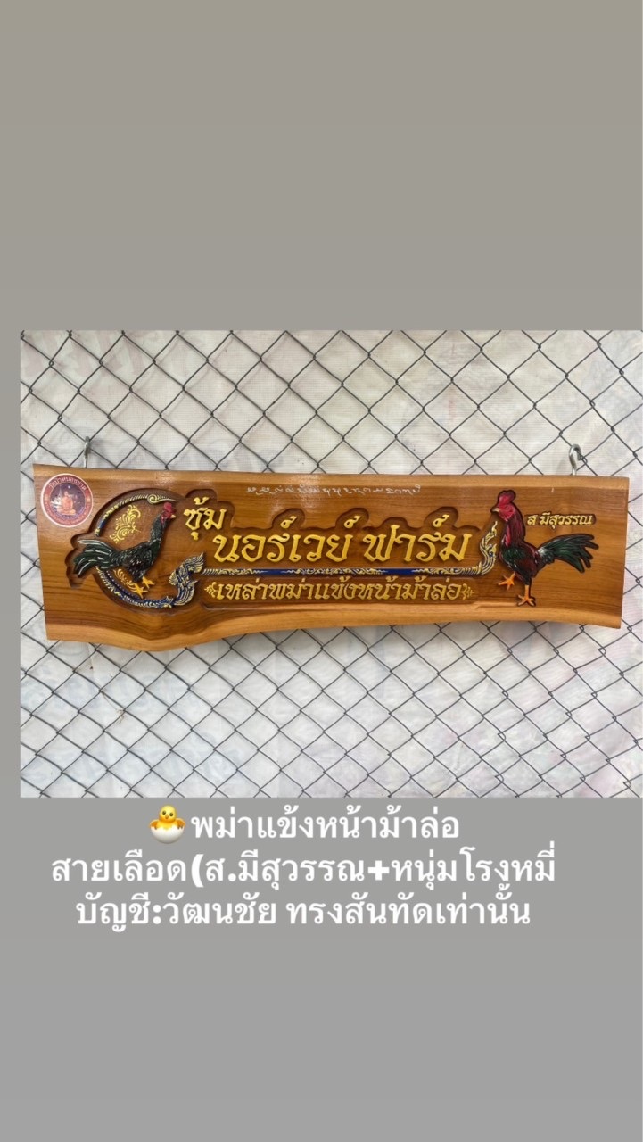 นอร์เวย์ฟาร์ม🐣แบ่งชุดลูกฟาร์ม ส.มีสุวรรณ100พม่าแข้งหน้า