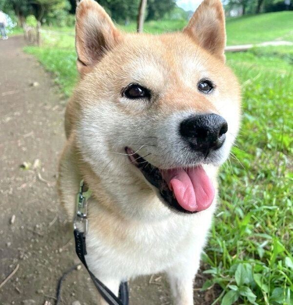 おやつありがとう 飼い主の足にしがみつく柴犬の姿 いぬのきもちnews