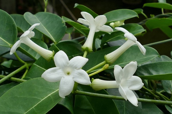 ベランダがいい香りに包まれる 茉莉花 まつりか の育て方