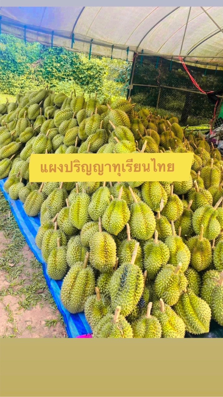 แผงปริญญาทุเรียนไทย