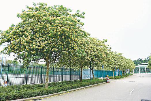 花海在路邊眼睛大吃樹頭菜 明報 Line Today