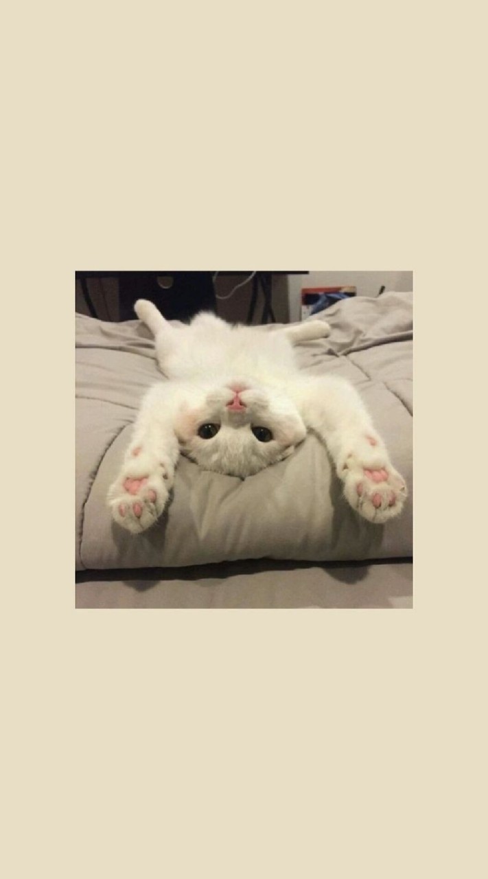 คุย เล่น(เฉพาะบอทใน tiktok)