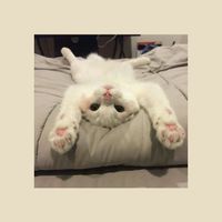 คุย เล่น(เฉพาะบอทใน tiktok)