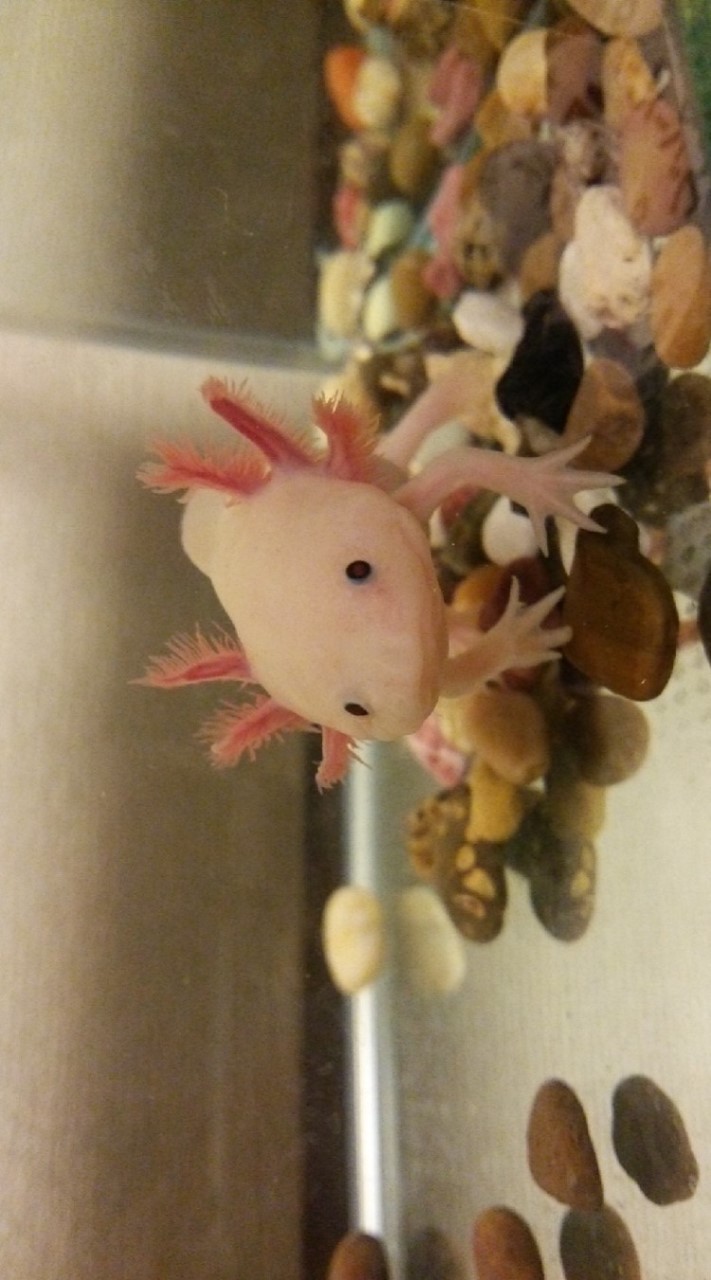 癒しのウーパールーパー