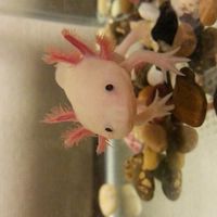 癒しのウーパールーパー