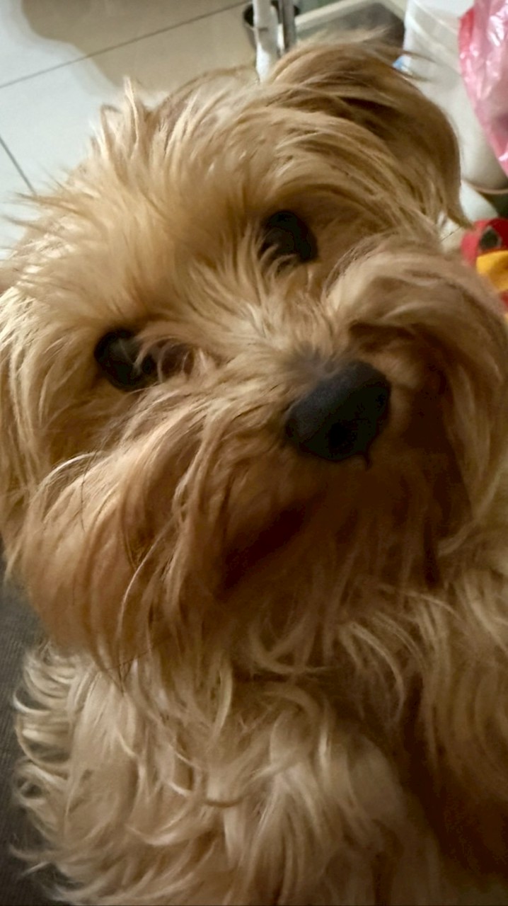 甲子園小狗狗🐶