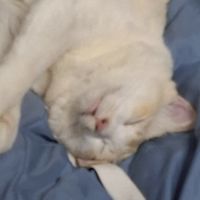 มาดูเเมวที่ห้องเราป่าว🐱🐈