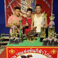 สามเสือแจแปน