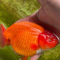 賣菜人的金魚人生