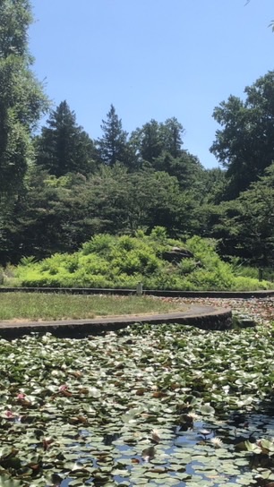 ザリガニ同好会in岩手