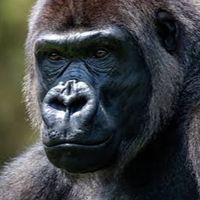 🦍さぶごり🦍