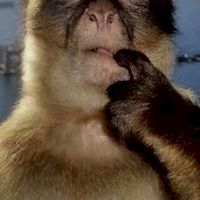 おさるの天才雑談所