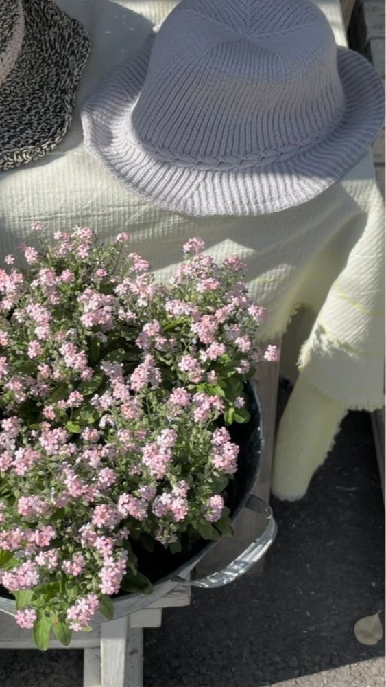 พูดคุยแลกความคิด 𓈒₊𓏻̶͙ ᱸ  𓈒 💐