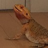 フトアゴヒゲトカゲ〜爬虫類飼ってる人あつまれ！〜