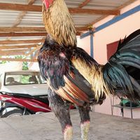 บ้านพักไก่ชน